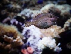 Image result for Baby Alive Flounder