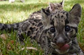 Image result for Clouded Leopard Babies