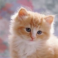 Image result for Cute Fluffy Ginger Kittens