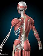 Image result for Image Showing Skeleton and Muscles