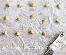 Image result for Figer Lime Citrus Seed Sprouting