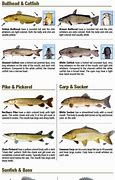 Image result for Freshwater Fish with Whiskers