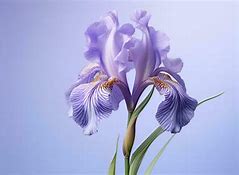 Image result for Iris Name Windows Background