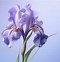 Image result for Iris Name Windows Background