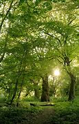 Image result for Forest Walk Path