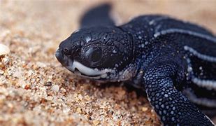 Image result for Sea Turtle Babies