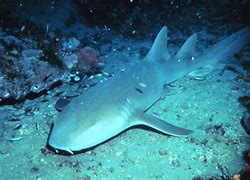 Image result for Nurse Shark Pet