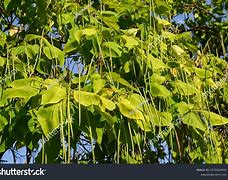 Image result for African Bean Tree