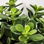 Image result for Baby Jade Plant