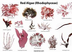 Image result for Red Algae Labelled Diagram