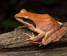 Image result for Flat Brown Frog