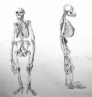 Image result for Monkey Anatomy Diagram