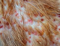 Image result for Skin Infection From Cat