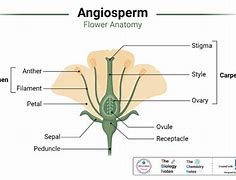 Image result for Most Beautiful Angiosperms