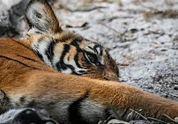 Image result for Baby Malayan Tiger Cubs