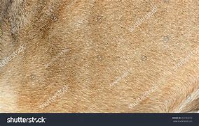 Image result for Lion Skin Crystal