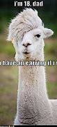 Image result for Alpaca Jokes