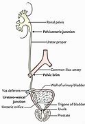 Image result for Ureter Segments