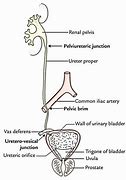 Image result for Abdominal Ureter