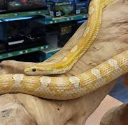 Image result for Gold Dust Corn Snake