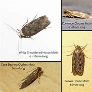 Image result for Brown House Moth Infestation