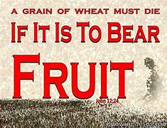 Image result for John 12 24 and Wheat