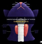 Image result for Cat Thyroid Tumor