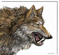 Image result for Dire Wolf Art