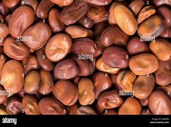 Image result for Broad Beans Brown