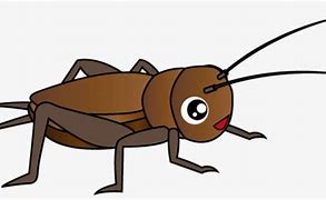 Image result for Insect Kettle Crips