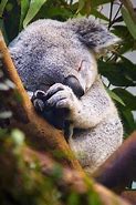 Image result for Koala Bear Sleep