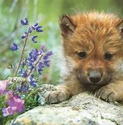 Image result for Snow Wolf Pups