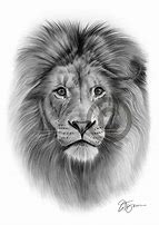 Image result for lion kitten drawing