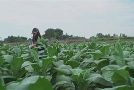 Image result for Harvesting Tobacco Plant