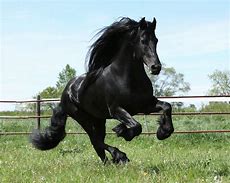 Image result for Friesian Horse Wallpaper