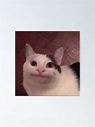 Image result for Cat Smiling Meme Silly