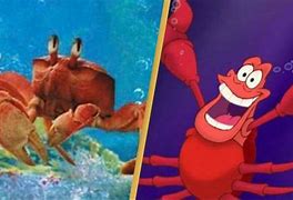 Image result for Sebastian the Little Mermaid Live-Action