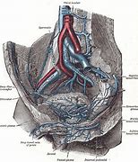 Image result for Venous Plexus Spine