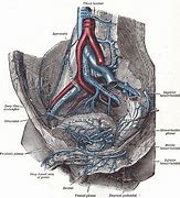 Image result for Prostatic Plexus