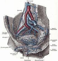 Image result for Vertebral Venous Plexus