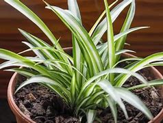 Image result for Spider Plant Watering