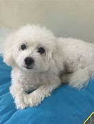 Image result for Bichon Maltese