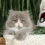 Image result for White Persian Kitten