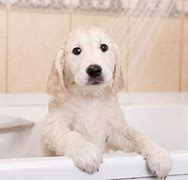 Image result for Dog Bath