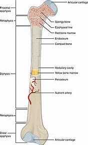 Image result for Open Diagram of Bone