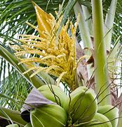 Image result for Coconut Tree Sap