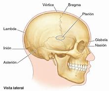 Image result for Pterion