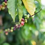 Image result for Hawaii Coffee Farm