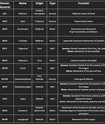 Image result for Cranial Nerves Number Diagram