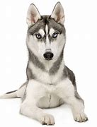 Image result for Alaskan Huskies Dogs